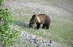 Mamãe-urso se alimenta de berries na região de Many Glacier, no Glacier Nacional Park, em Montana, nos Estados Unidos